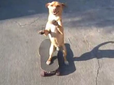 スケートボードでプッシュが出来る犬