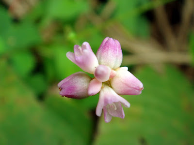 フォトギャラリー ピンクの小さな花